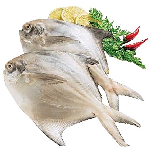 cambay tiger pomfret