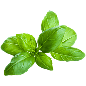 Buy fresho! Basil Italian - Hydroponically Grown Online at Best Price ...