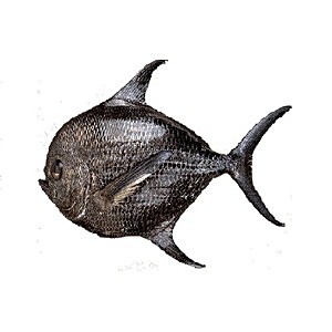 kala paplet fish