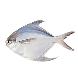 silver pomfret fish