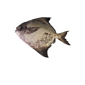 duplicate pomfret fish