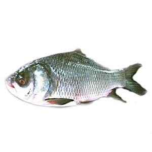 bengali famous fish