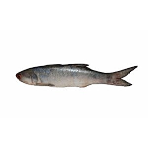 blue sea salmon