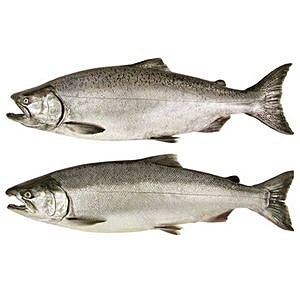 Buy Meaty Fish Indian Salmon 1 Kg Bengali Cut Online At Best