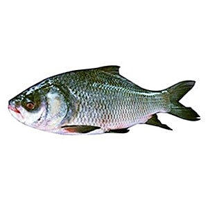 katla fish cost