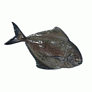 river pomfret