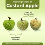 Buy Fresho Custard Apple 1 Kg Online At The Best Price Of Rs 141.59 ...