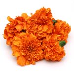 Buy Fresho Marigold Orange 100 Gm Online At Best Price of Rs 6.8 ...