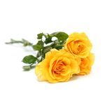 Buy Fresho Rose Yellow 1 Pc Online at the Best Price of Rs 6.57 - bigbasket