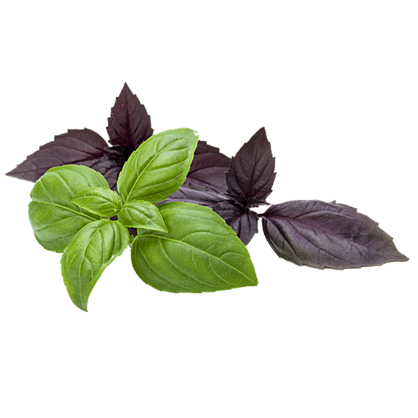 Buy fresho! Basil Mix - Hydroponically Grown Online at Best Price of Rs ...