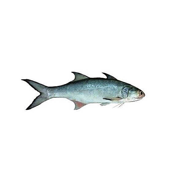 Buy Ocean Fresh Fish - Kaala / Indian Solmon Online at Best Price of Rs ...