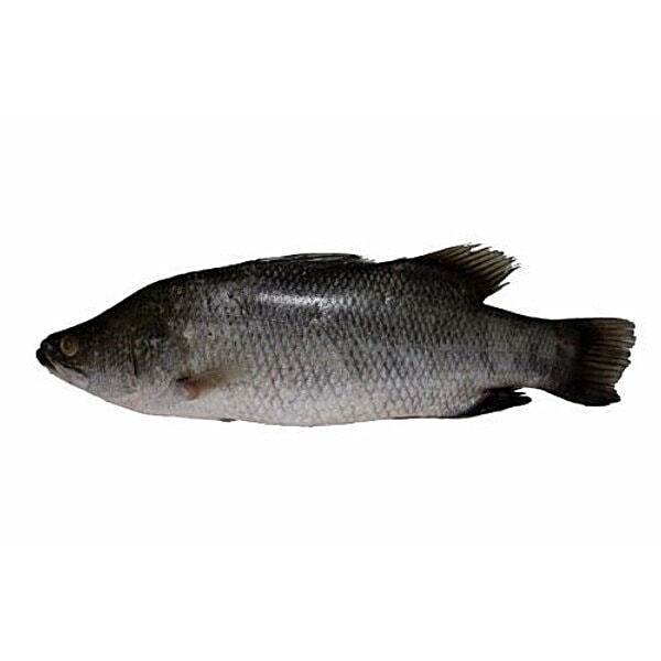 Buy Meat Mart Fish - Calcutta Betki / Sea Bass) 1 kg (Fillet) Online at ...