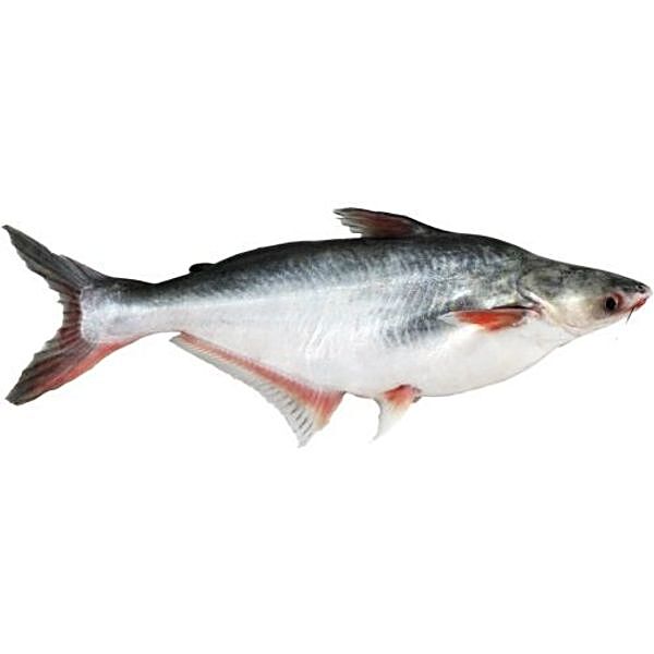 Buy Fish Paper Plates Online In India -  India