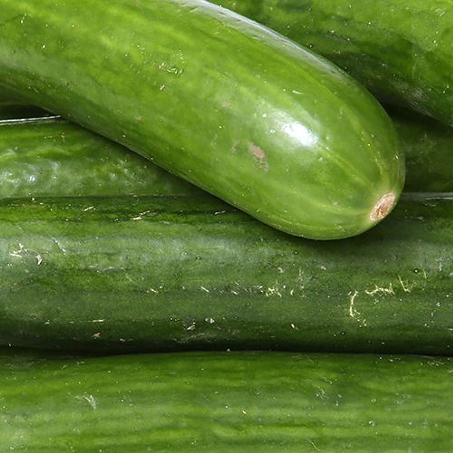 Bigbasket - Give your health the benefits of fresh cucumbers! Shop fresh  and organic cucumbers from bigbasket and give your health a boost!  #bigbasket #Cucumber #HealthyLife #HealthyFood #Organic #FreshFood  #HealthyLiving #Health