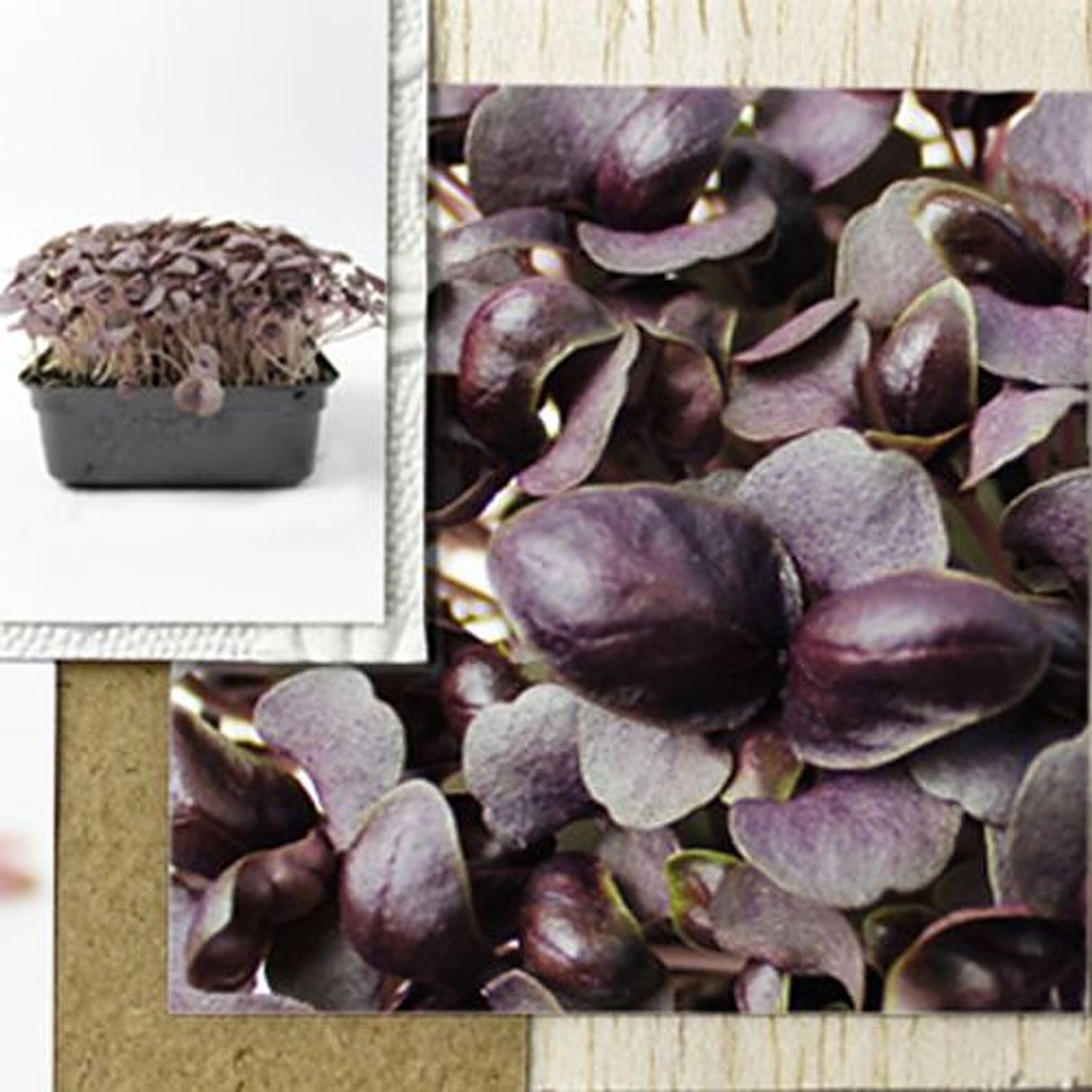 Buy Fresho Microgreens Purple Basil Living Plant Online at Best