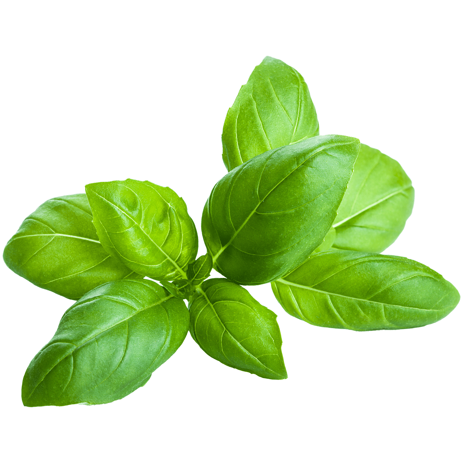 Buy Fresho Hydroponics Italian Basil Online at Best Price of Rs 66