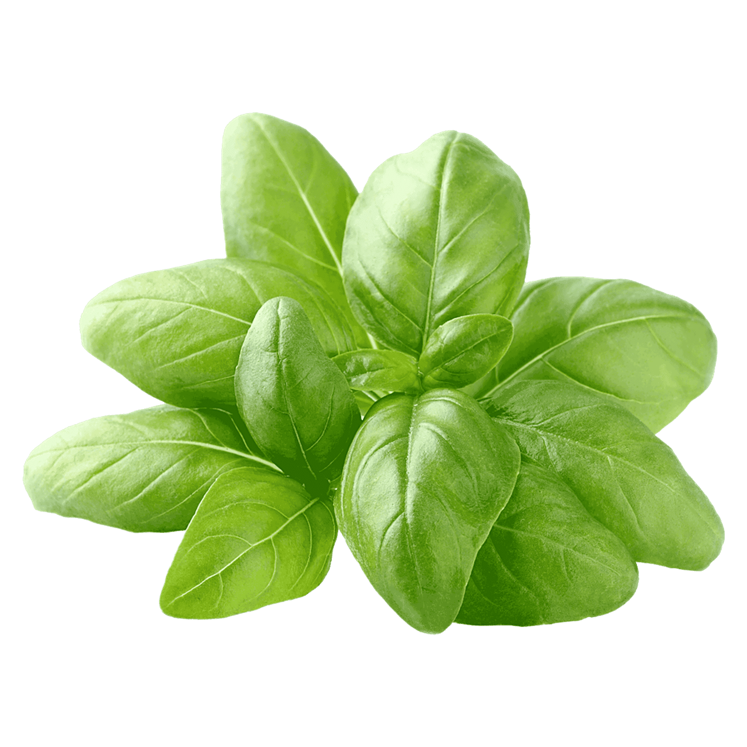 Buy Urban Terra Basil Herb Seeds Online at Best Price of Rs 89