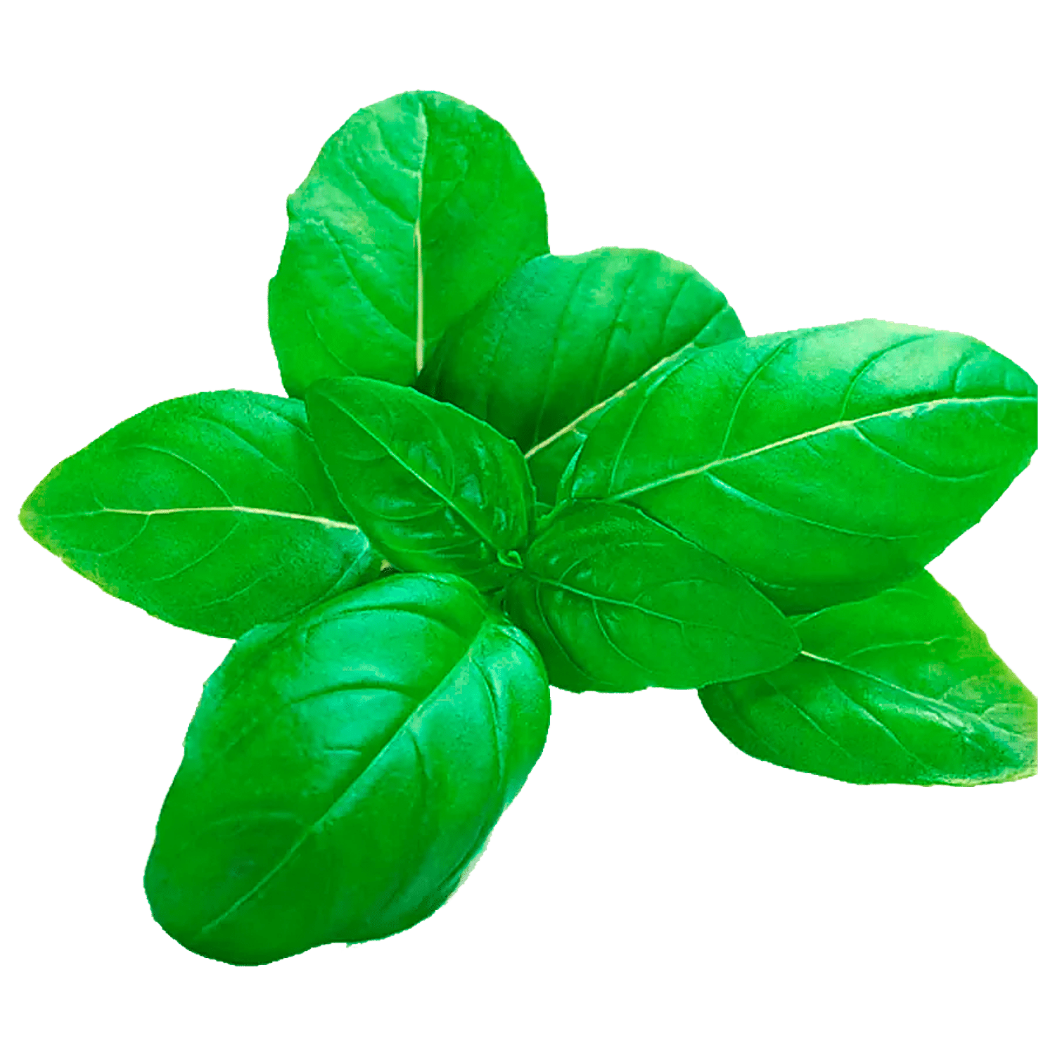 Buy Fresho Basil Italian Hydroponically Grown Online at Best