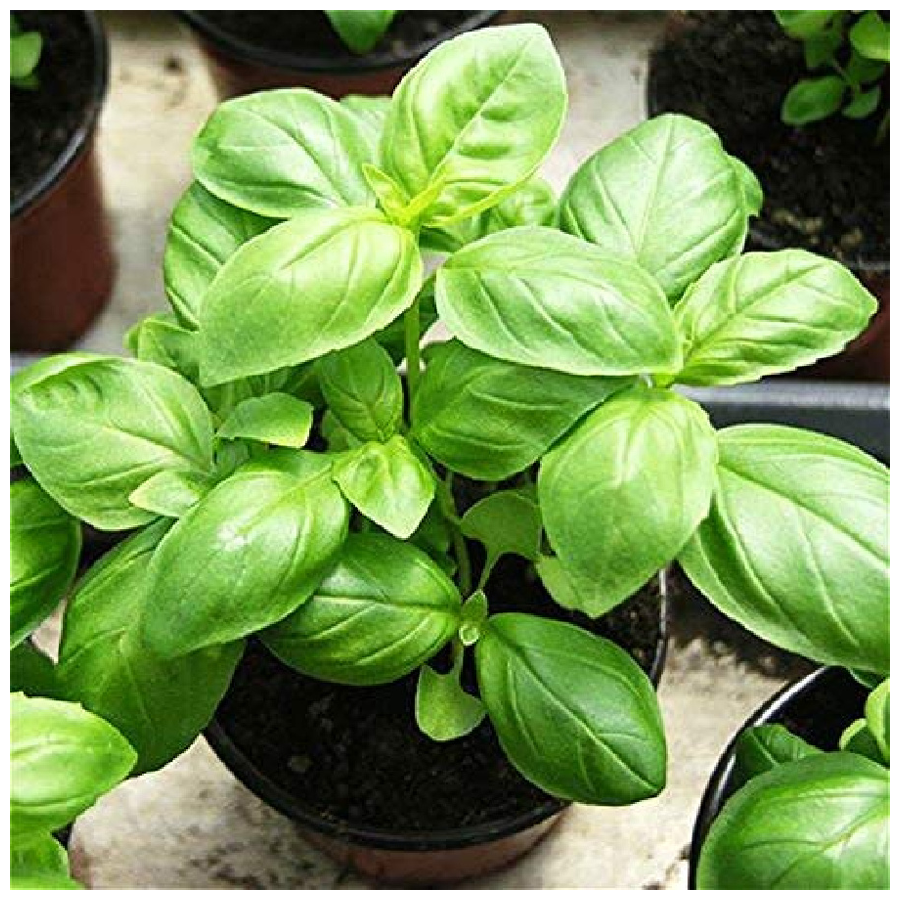 Buy Leafy Tales Basil Seeds Natural Fresh For Planting