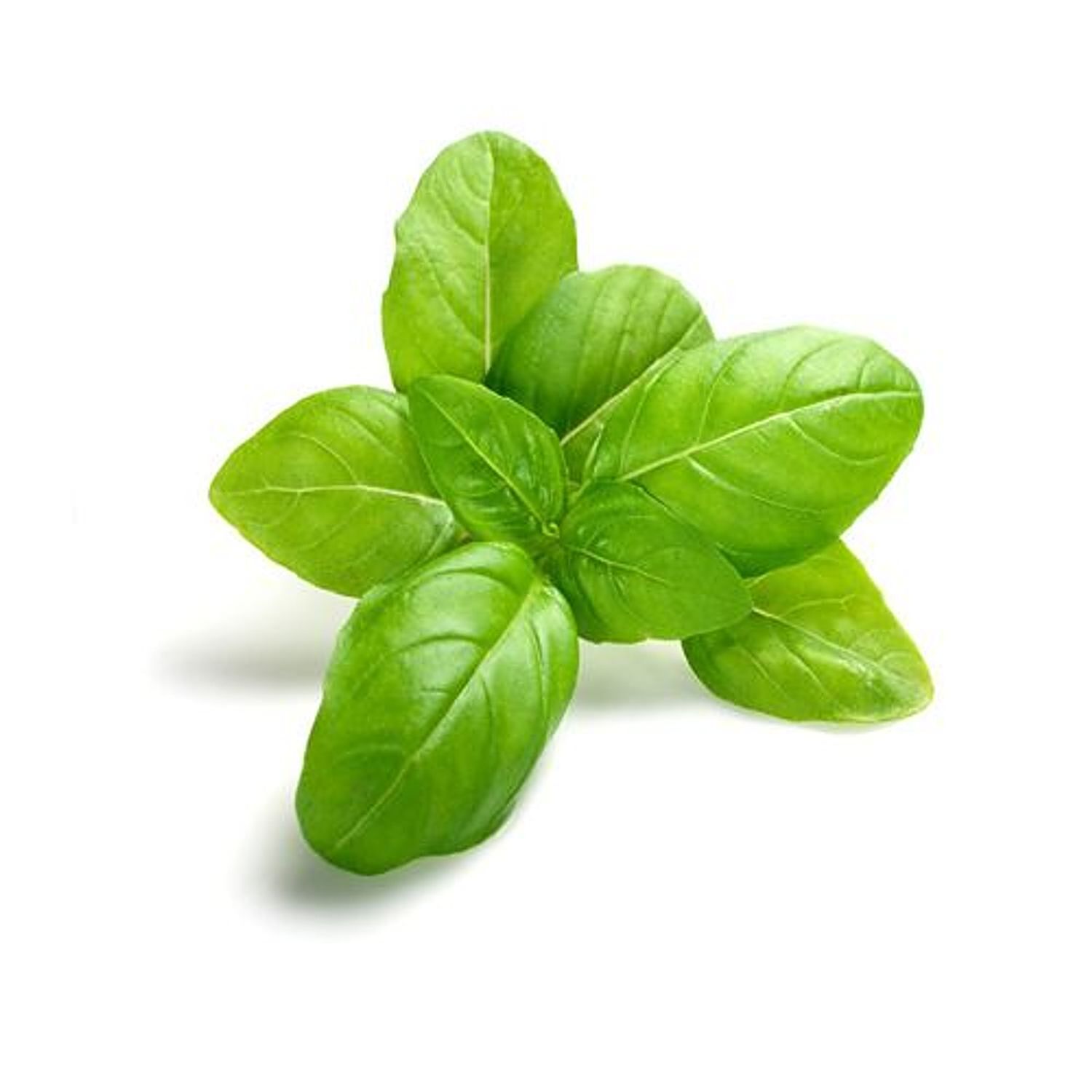 Buy Green Tokri Basil Online at Best Price of Rs null bigbasket