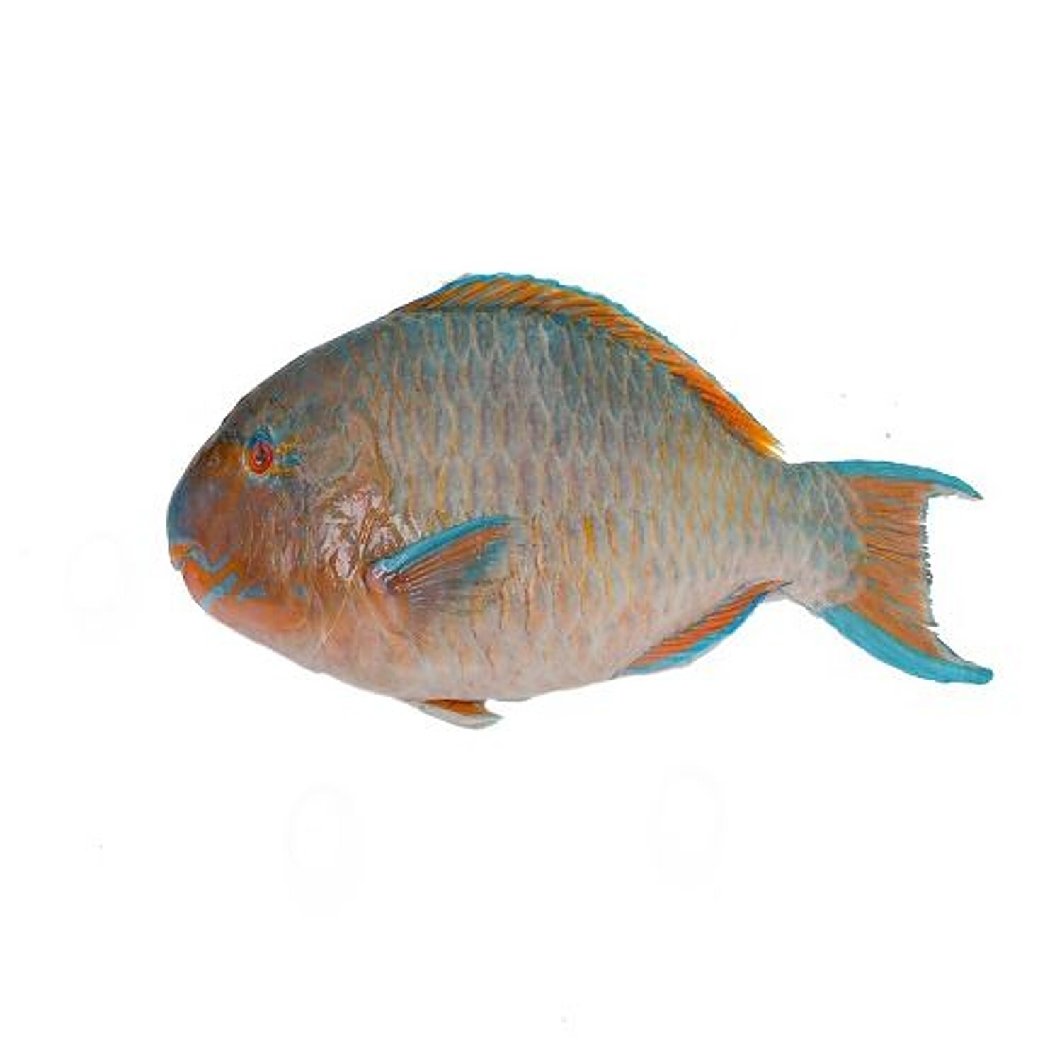 Parrot fish hot sale buy online