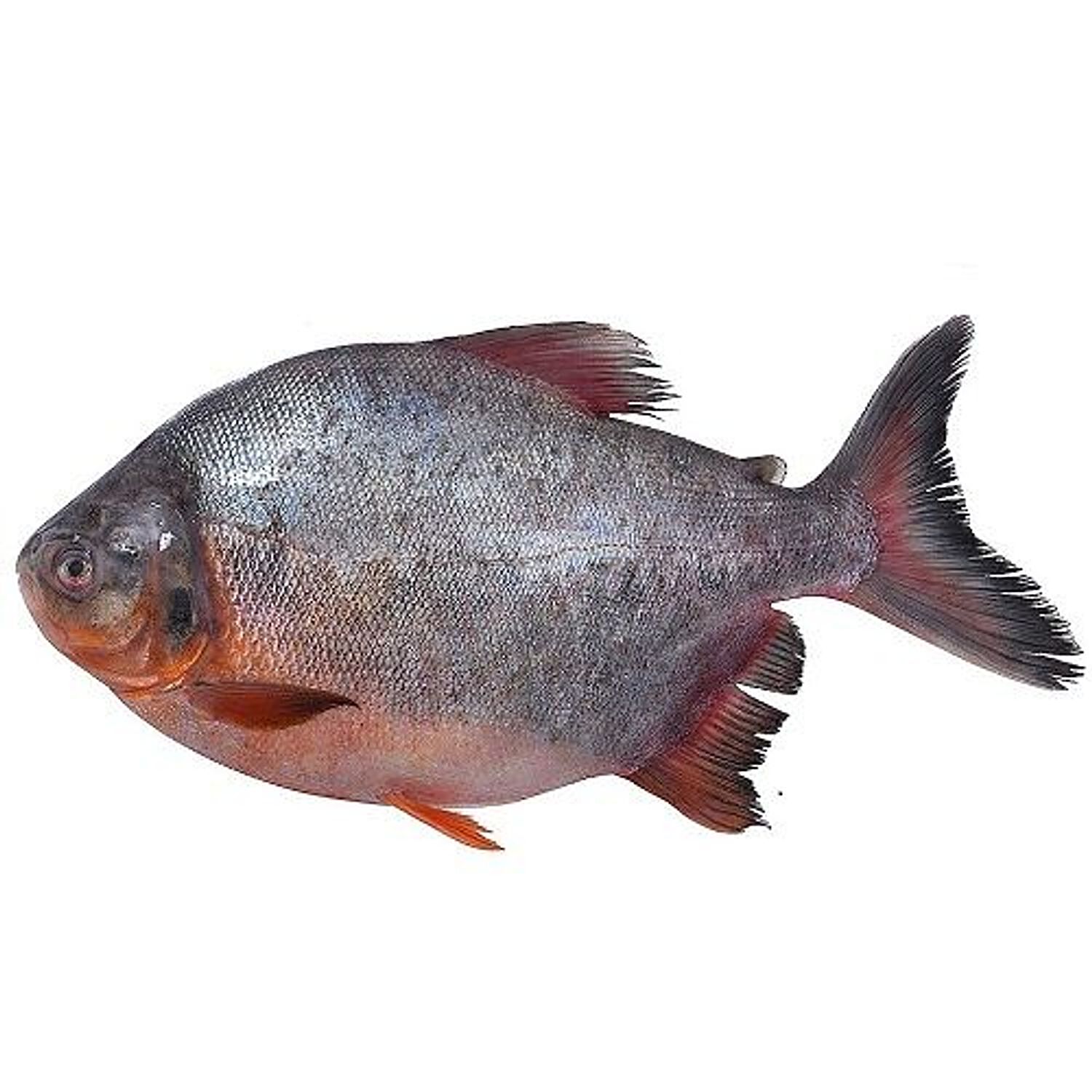 Buy Tendercuts Fish Fresh Water Red Pomfret Yeri Vawaal 500 Gm Self Lock  Cover Online at the Best Price of Rs null - bigbasket