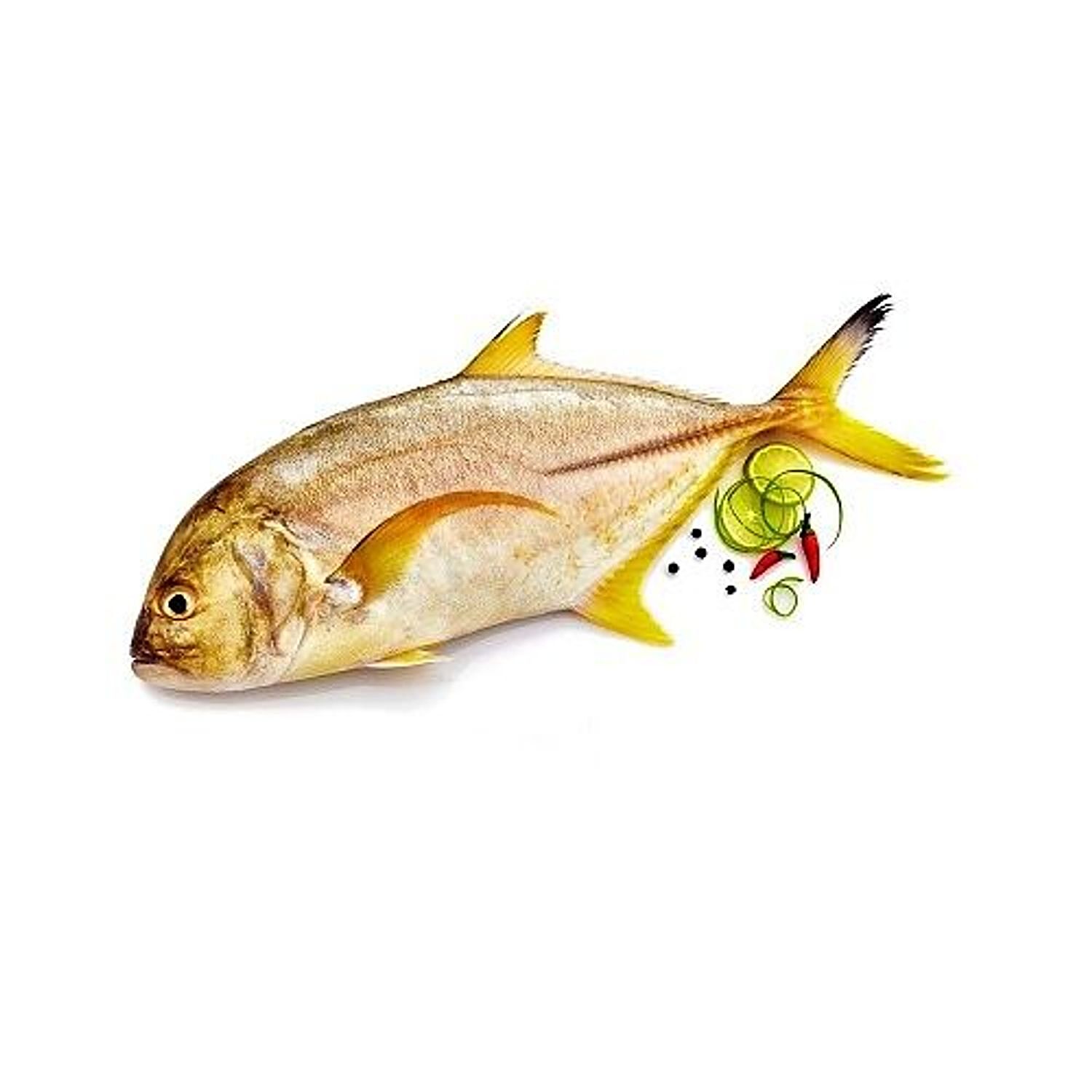 Buy Tendercuts Fish Fresh Water Red Pomfret Yeri Vawaal 500 Gm Self Lock  Cover Online at the Best Price of Rs null - bigbasket